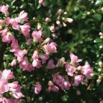 Escallonia Rubra Apple Blossom 1 Plant 3 Litre