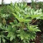 Fatsia Japonica (Japanese Aralia) 1 Plant 3 Litre