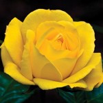 Rose Floribunda Arthur Bell 1 Plant 3 Litre Pot