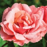 Floribunda Rose Queen Elizabeth 1 Plant 3 Litre Pot