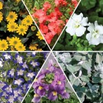 Foliage/Filler Collection 6 Jumbo Plants