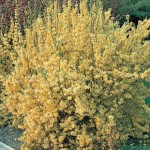 Forsythia Lynwood Gold 1 Plant 3 Litre