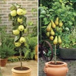 Patio Apple(Golden Delicious) andamp; Pear(Conference) Trees 9cm Pot