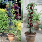 Cherry Sylvia andamp; Plum Black Amber 2 Patio Fruit Trees