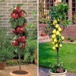Braeburn Apple andamp; Doyenne du Comice Pear 2 Fruit Trees 9cm Pot