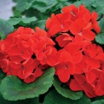 Geranium Fire Queen ‘Early Delivery’ 50 Plants + 20 FREE
