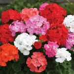 Geranium Parade ‘Early Delivery’ 50 Plants + 20 FREE