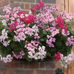Geranium Balcony Trailing ‘Early Delivery’ 50 Plants + 20 FREE