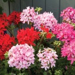 50 Geranium Stellar Mixed Plants + 20 FREE Grow on Delivery