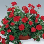 Geranium Red (Trailing) 6 Jumbo Plants