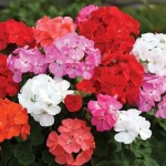 Geranium Parade 200 Plants + 80 FREE (2nd Delivery Period)