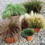 Coloured Grass Collection 12 Jumbo Ready Plants