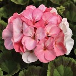 Geranium White to Rose 100 Plug Plants + 70 FREE