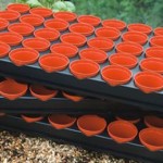 Growing Trays x2 with 80x6cm Pots