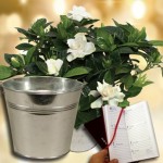 Gardenia Plant with Metal Planter plus a 2016 Diary