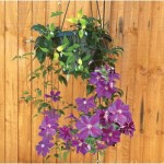 Clematis Star of India 1 Pre-Planted Hanging Basket
