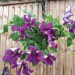 Clematis Mrs N Thompson 1 Pre-Planted Hanging Baskets