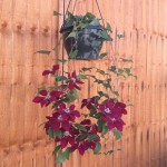 Clematis Rebecca™ Evpo016(N) Boulevard™ Patio 2 Pre-Planted Hanging Baskets