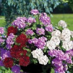 Geranium Ruby Tint Mixed (Trailing) 2 Pre-Planted Hanging Baskets