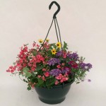 Mixed Floral Summer Instant Pre-planted 1 Hanging Basket