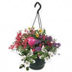 Mixed Floral 2 Hanging Baskets