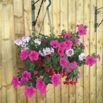 Pinks Mixed Floral Pre-planted 2 Pre-Planted Hanging Baskets