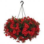 Petunia Surfinia Classic Trailing Red 1 Hanging Basket