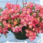 Drift Roses Collection 1 Pre-Planted Hanging Basket