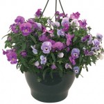 Pansy Cascadia Blues Mix (Autumn) 1 Pre-Planted Hanging Basket