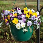 Pansy Cascadia Trailing Mix 2 Hanging Baskets