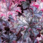 Heuchera Can Can 1 Pre-Planted Container