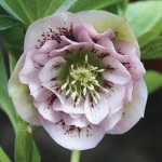 Hellebore Double Ellen Pink Spotted 1 Plant 9cm Pot