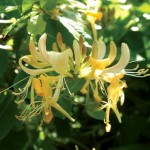 Honeysuckle Halls Prolific (Lonicera Japonica) 1 Plant 3 Litre