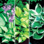 Hosta Harmony Collection 6 Jumbo Ready Plants