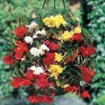 Begonia Pendula Mix (Trailing) 2 Hanging Baskets