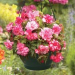 Begonia Pink Balcony 2 Pre Planted Hanging Baskets