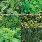 Tasty Herb Collection 12 Jumbo Ready Plants