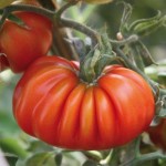 Heirloom Tomatoes Costoluto Genovese 6 Jumbo Ready Plants