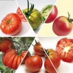 Heirloom Tomatoes 6 Jumbo Ready Plants Mixed Pack