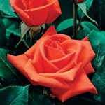 Hybrid Tea Rose Orange Perfume 1 Plant 3 Litre