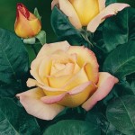 Hybrid Tea Rose Peace 1 Plant 3 Litre