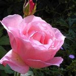 Hybrid Tea Rose Sabina 1 Plant 3 Litre Pot