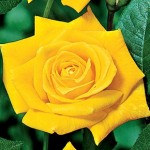 Hybrid Tea Rose Sunsilk 3 Plants 3 Litre