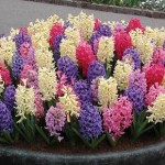 Hyacinth 10 Bulbs