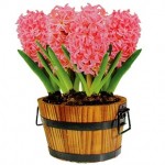 Hyacinth Pink Pearl in 2 Barrel Planters 10 Bulbs