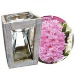 Hyacinth Pink Traditional Growing Kit x 1