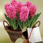 Scented Indoor Hyacinth 7 Bulbs in Rustic Basket plus a 2016 Diary