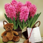 Scented Indoor Hyacinth 7 Bulbs in Rustic Basket + Cuddly Bear plus Diary