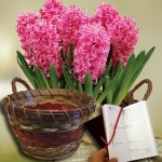 Scented Indoor Hyacinth 7 Bulbs in Ornate Basket plus a 2016 Diary