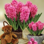 Scented Indoor Hyacinth 7 Bulbs in Ornate Basket + Cuddly Bear